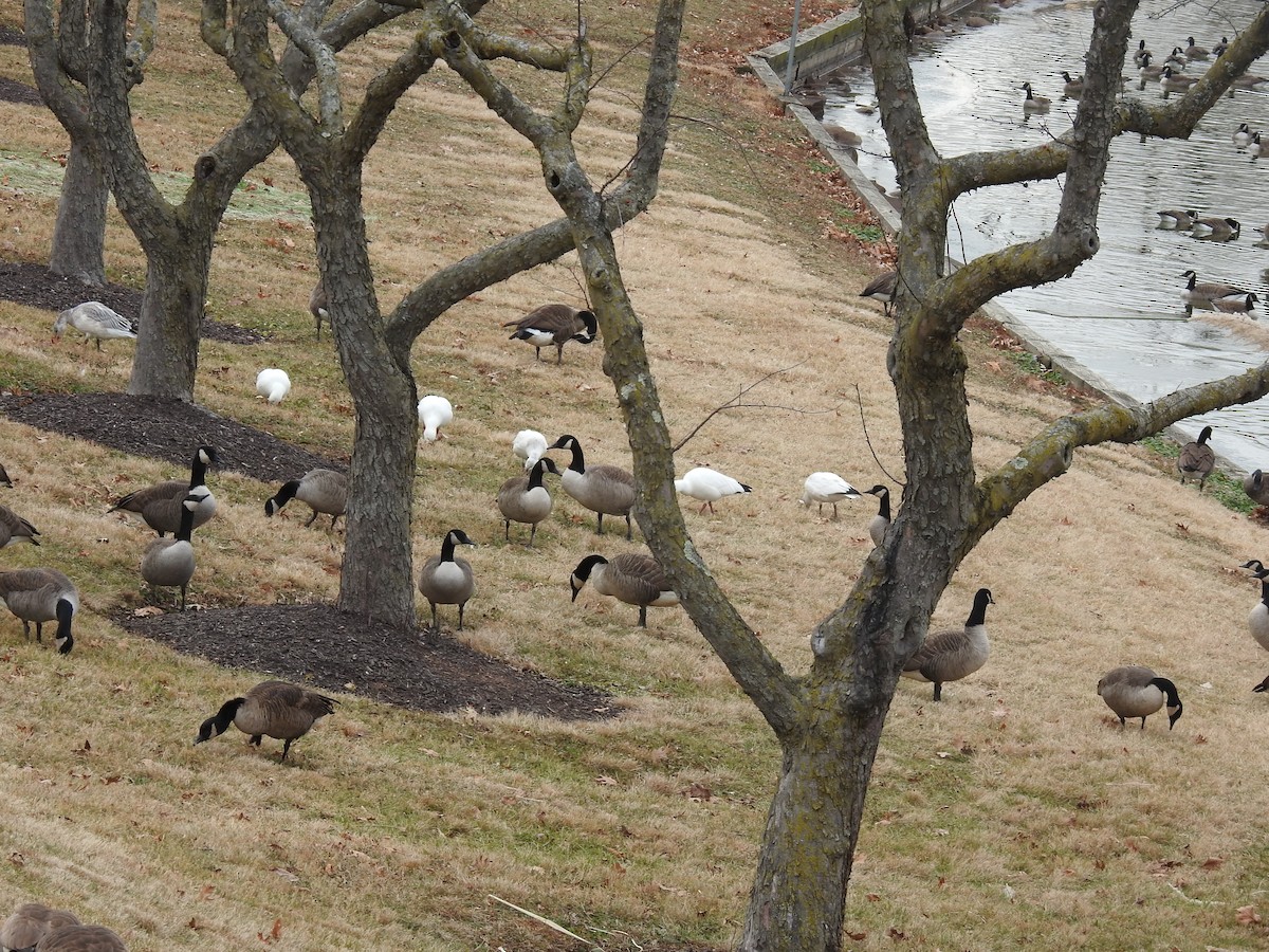 Ross's Goose - ML646696160