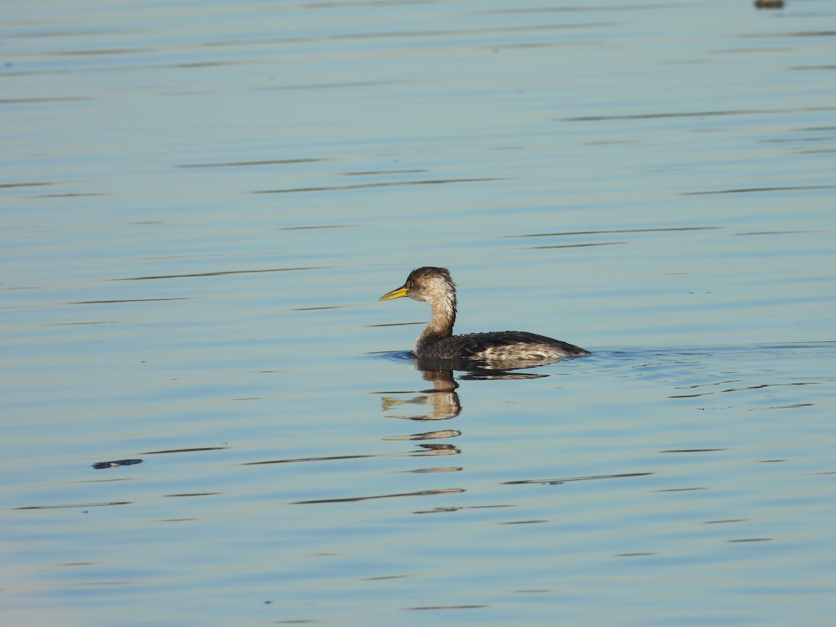 Red-necked Grebe - ML646696161