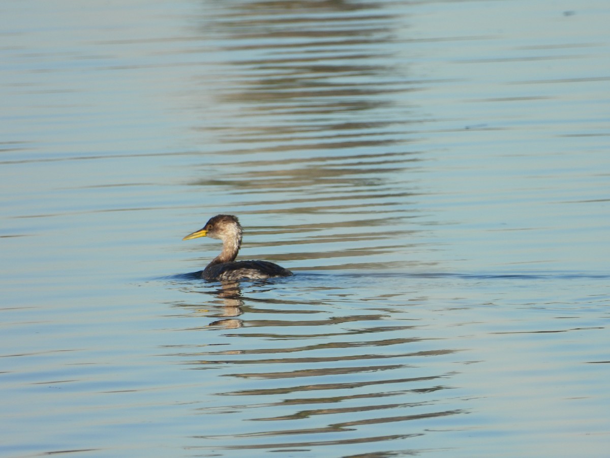 Red-necked Grebe - ML646696162