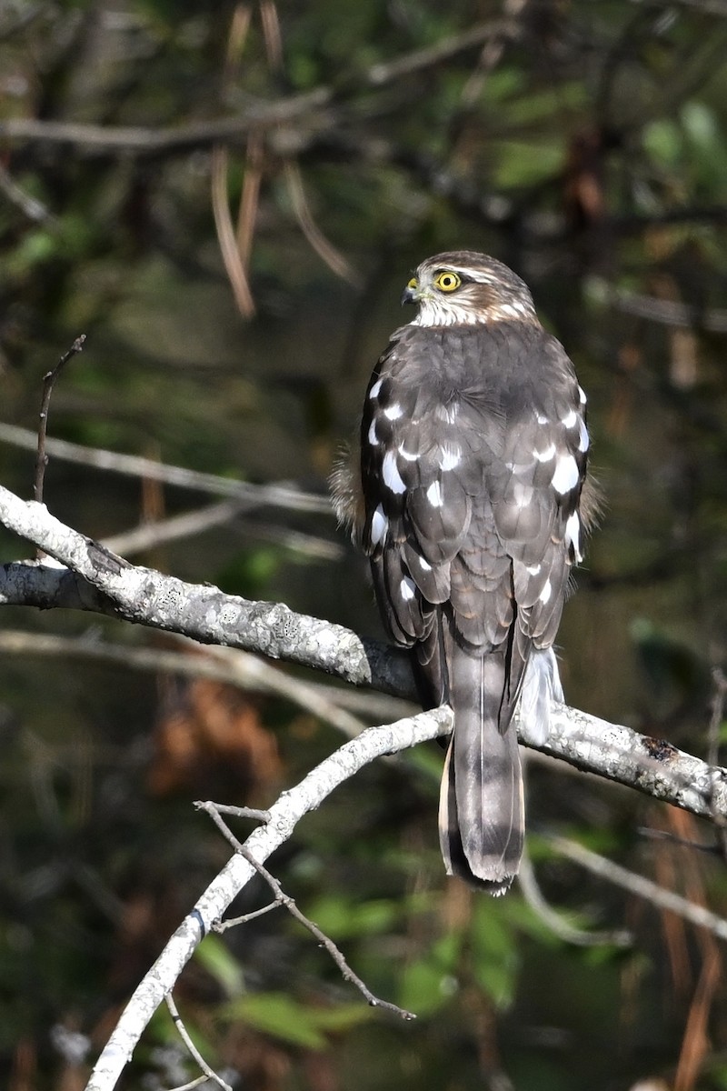 Sharp-shinned Hawk - ML646696165
