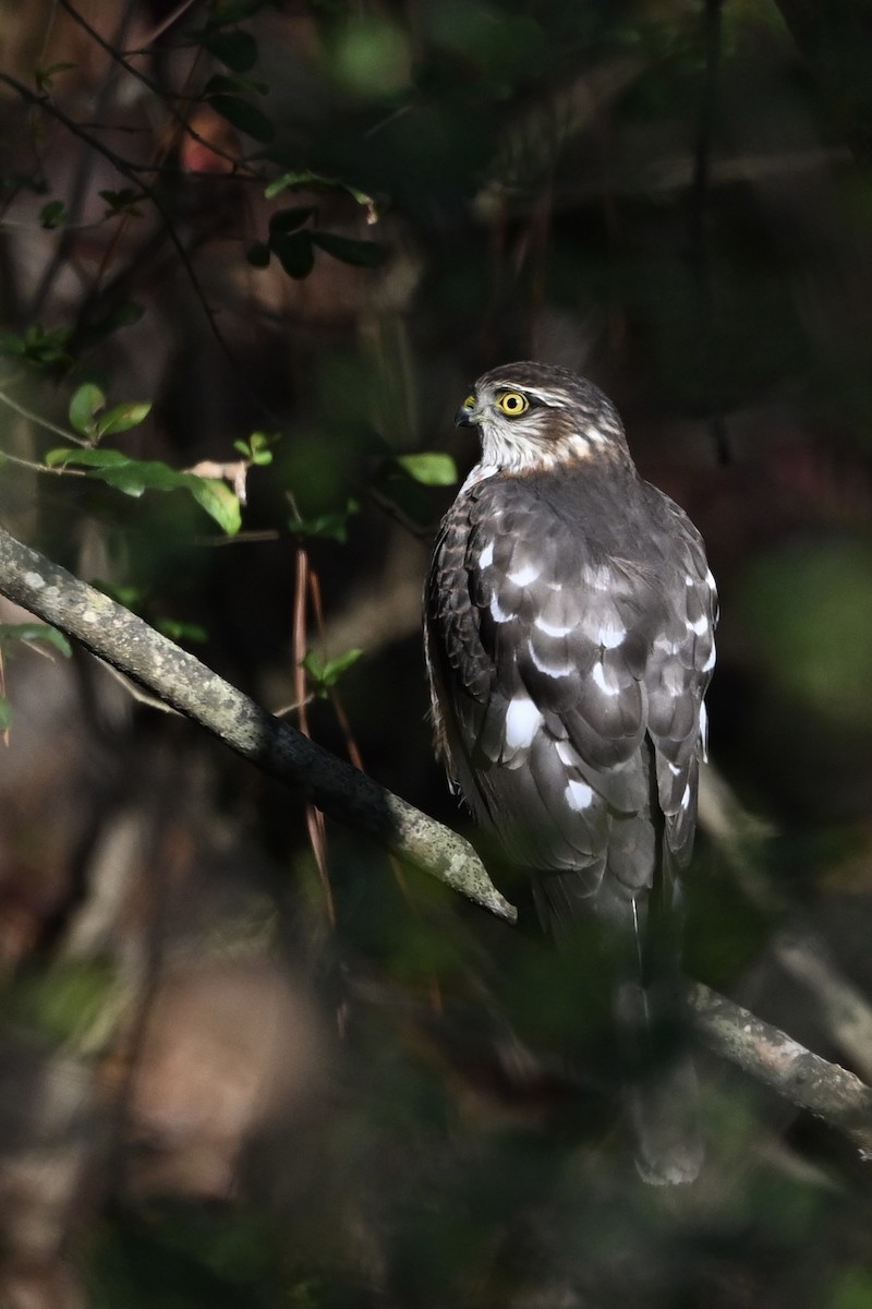 Sharp-shinned Hawk - ML646696166