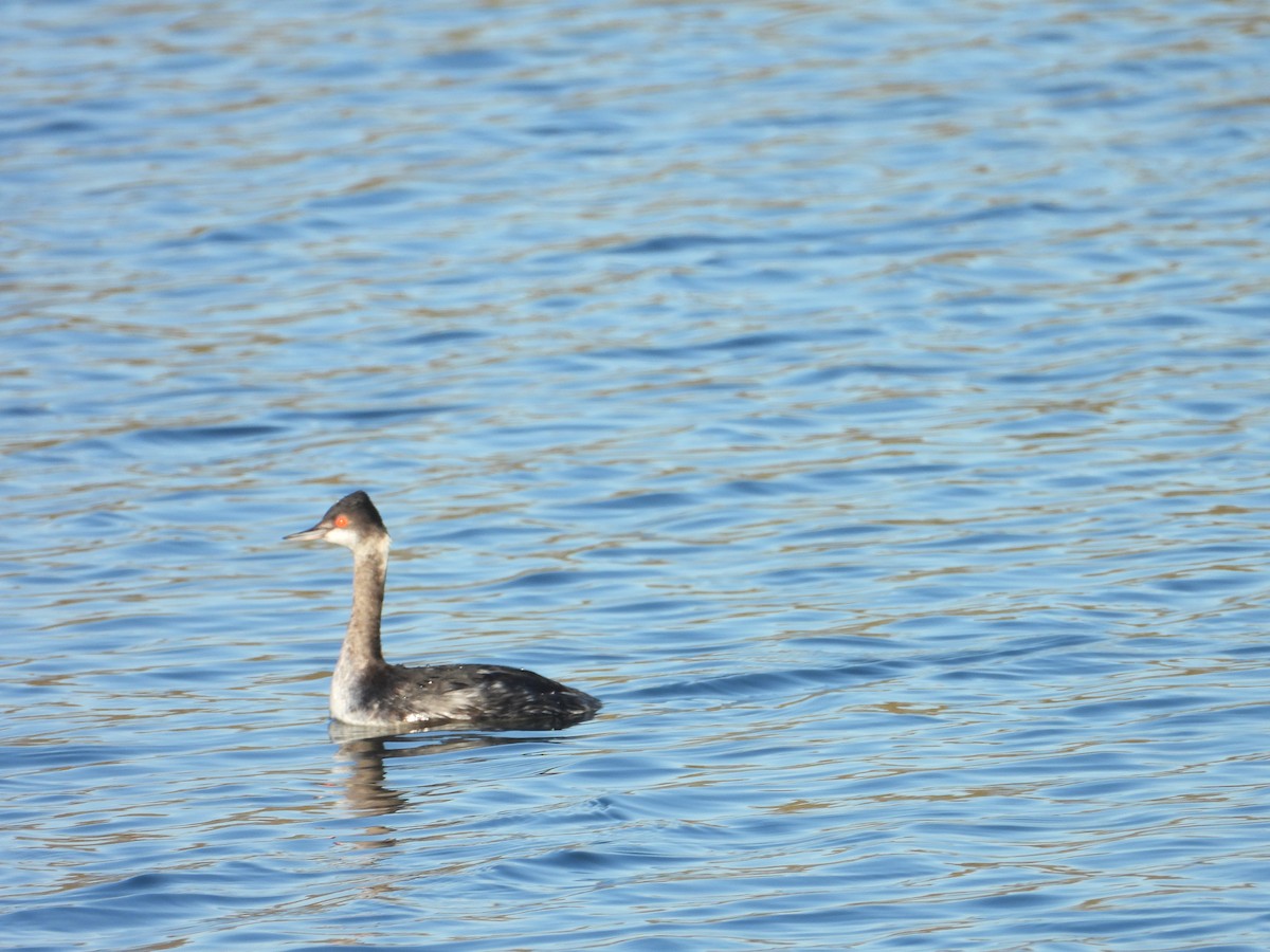 Eared Grebe - ML646696168