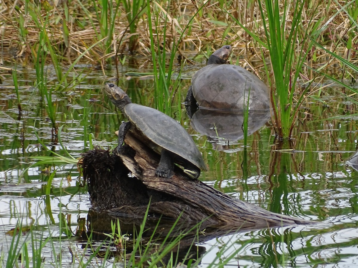 Animals - ML646696170