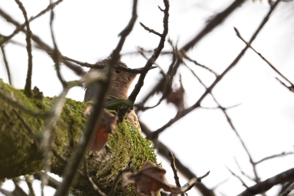 Northern Flicker - ML646696171