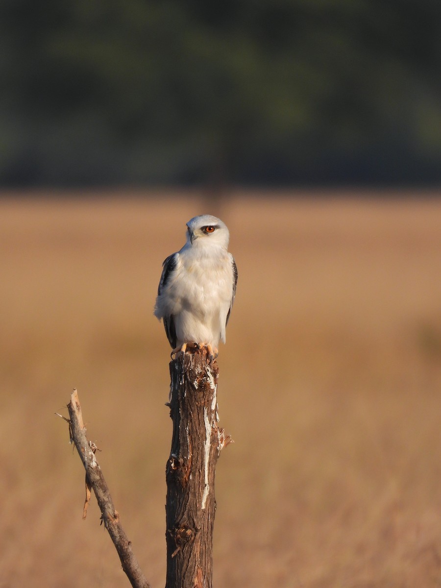 カタグロトビ - ML646696172