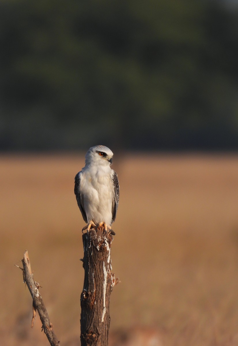 カタグロトビ - ML646696173