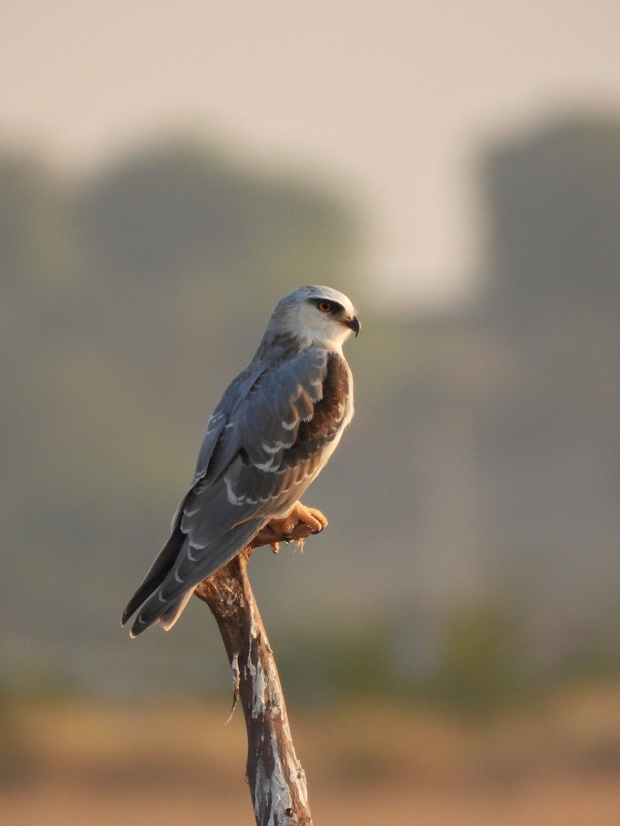 カタグロトビ - ML646696174