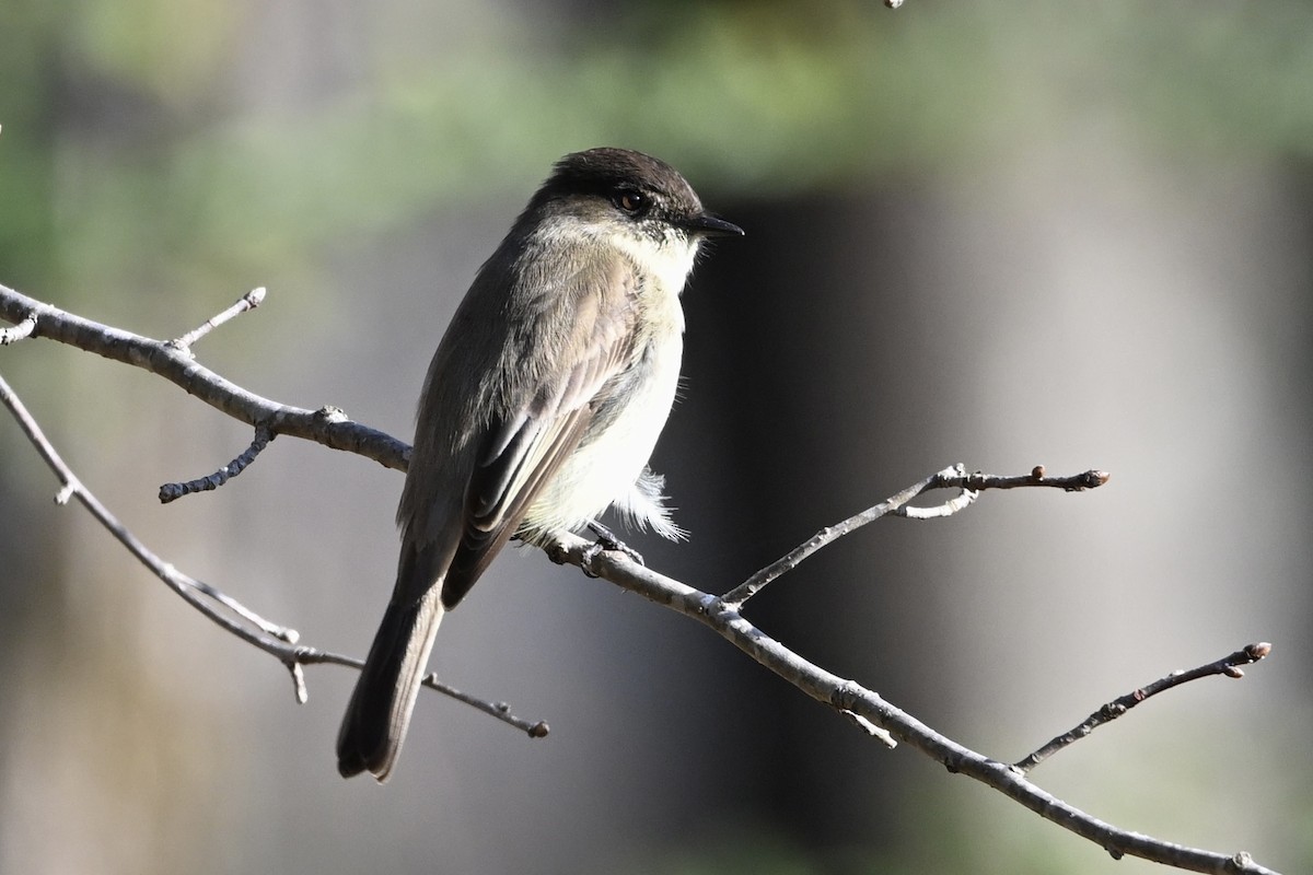 Eastern Phoebe - ML646696176