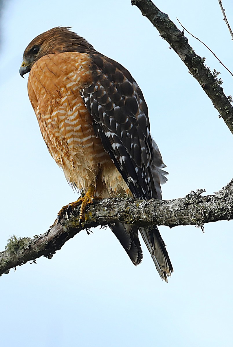 káně páskovaná [skupina lineatus] - ML646696177