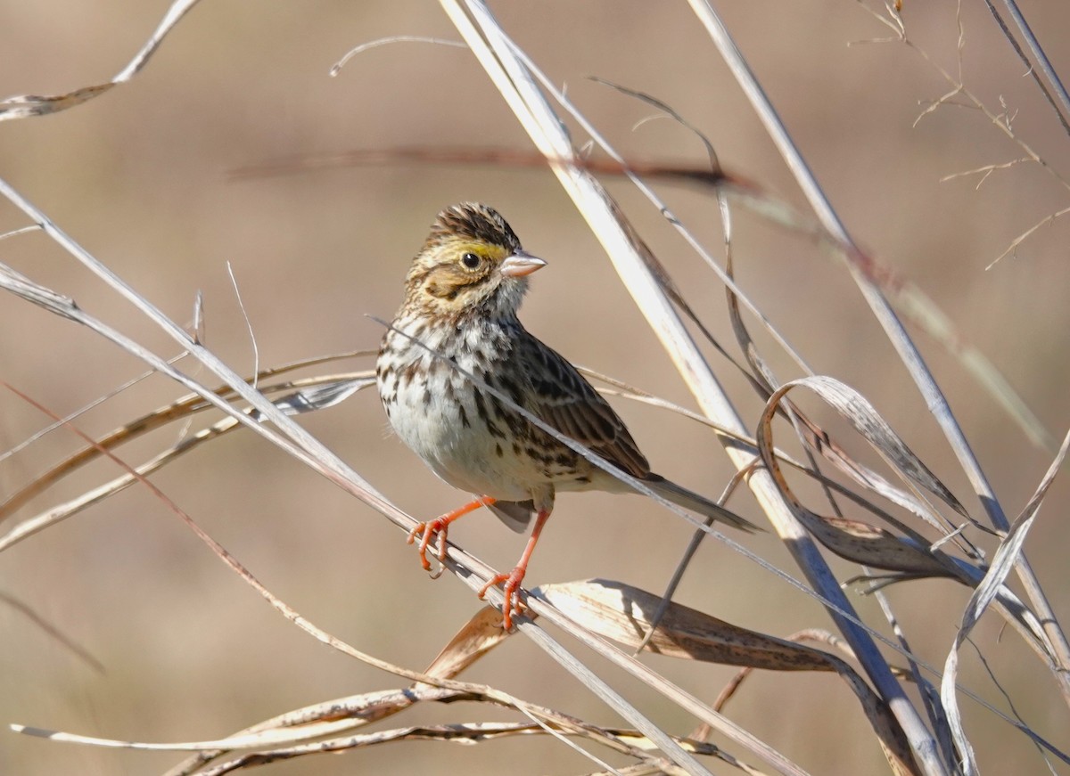 Bruant des prés - ML646696179