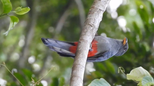 trogon volavý - ML646696182