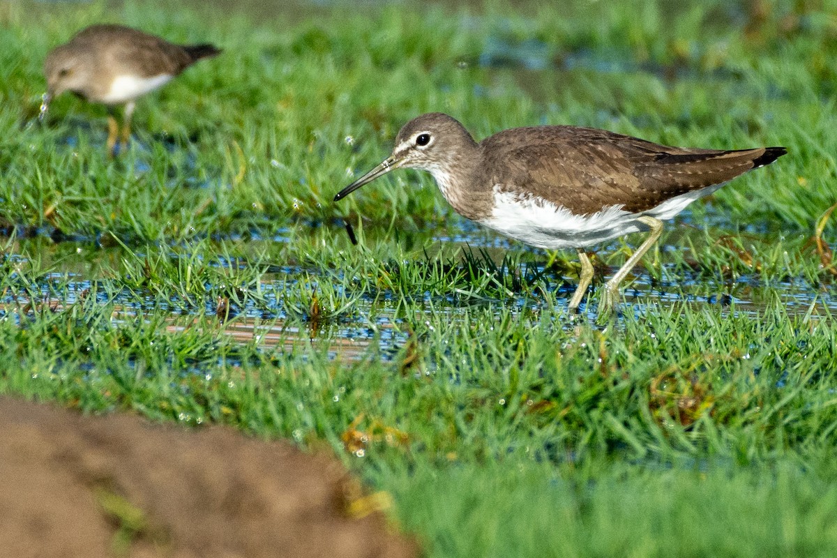 Piro piro culbianco - ML646696183
