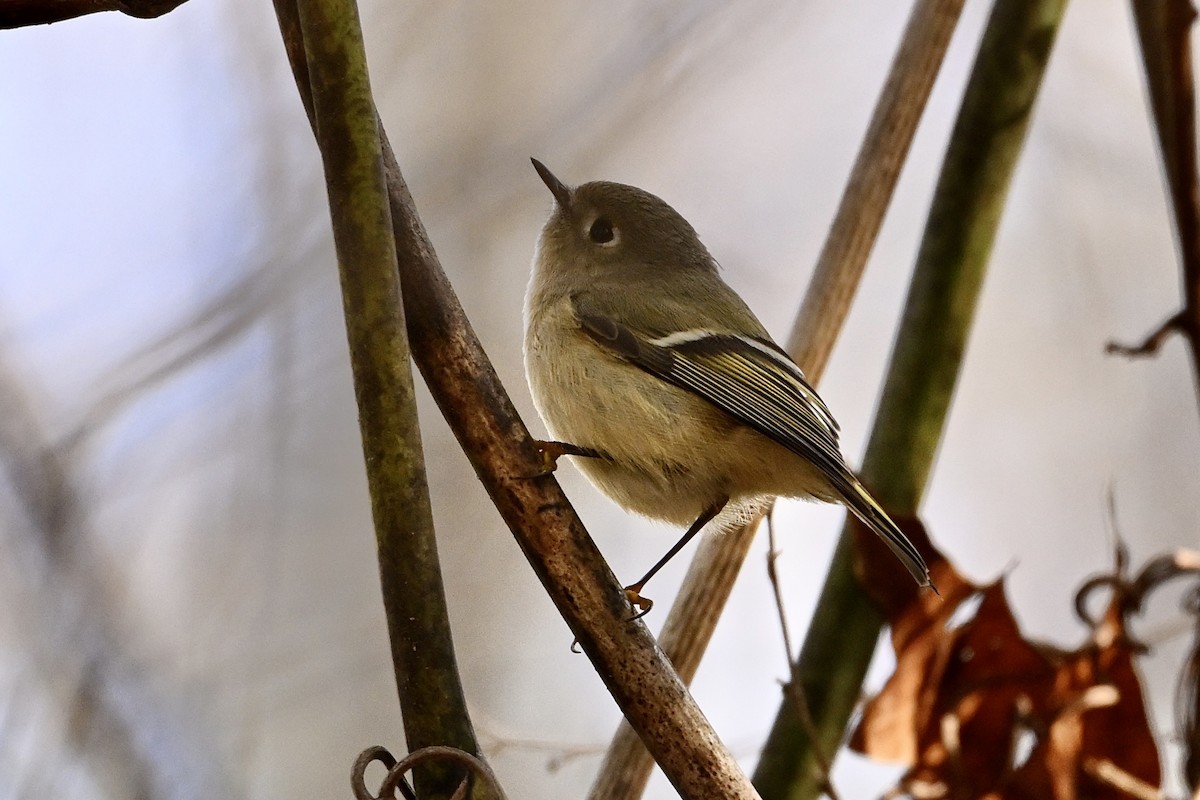 Ruby-crowned Kinglet - ML646696184