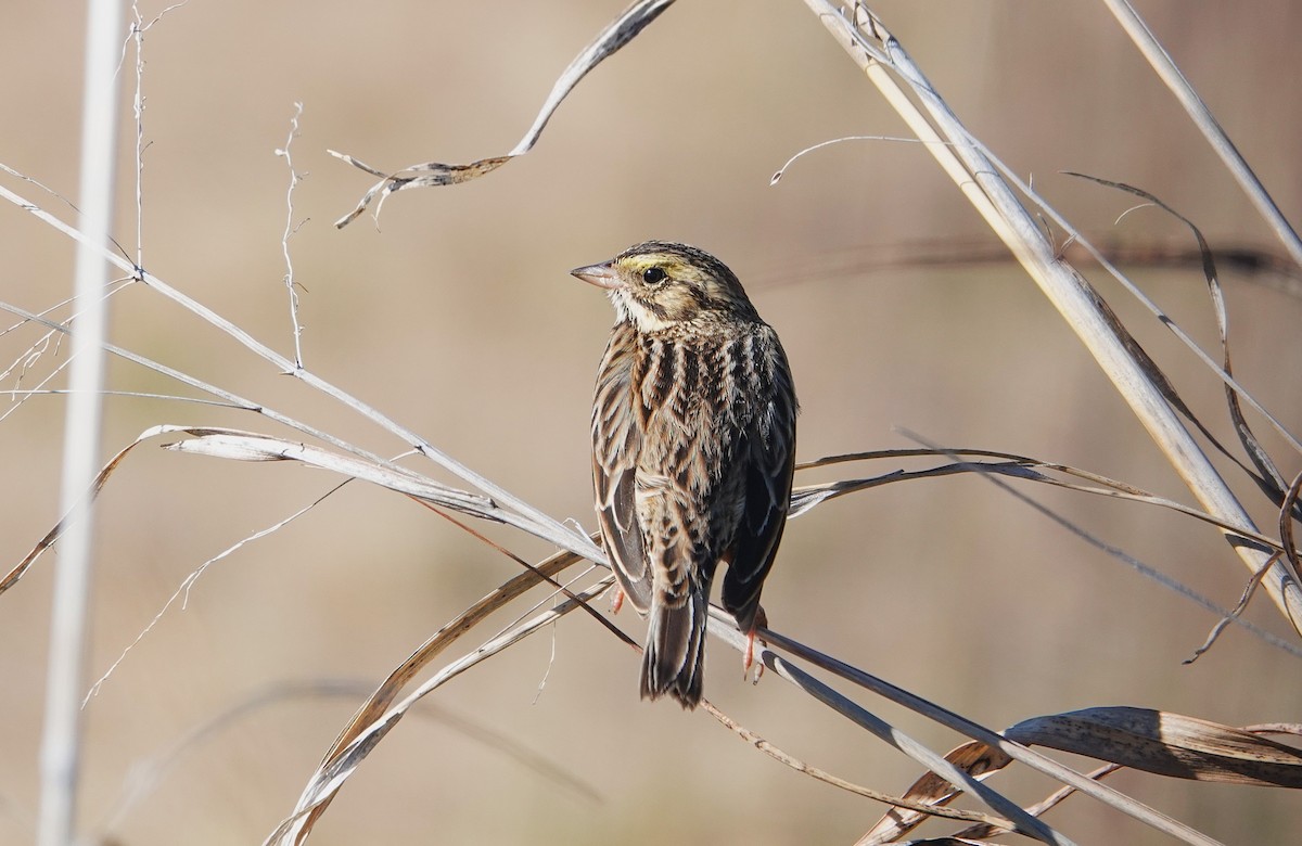 Bruant des prés - ML646696187