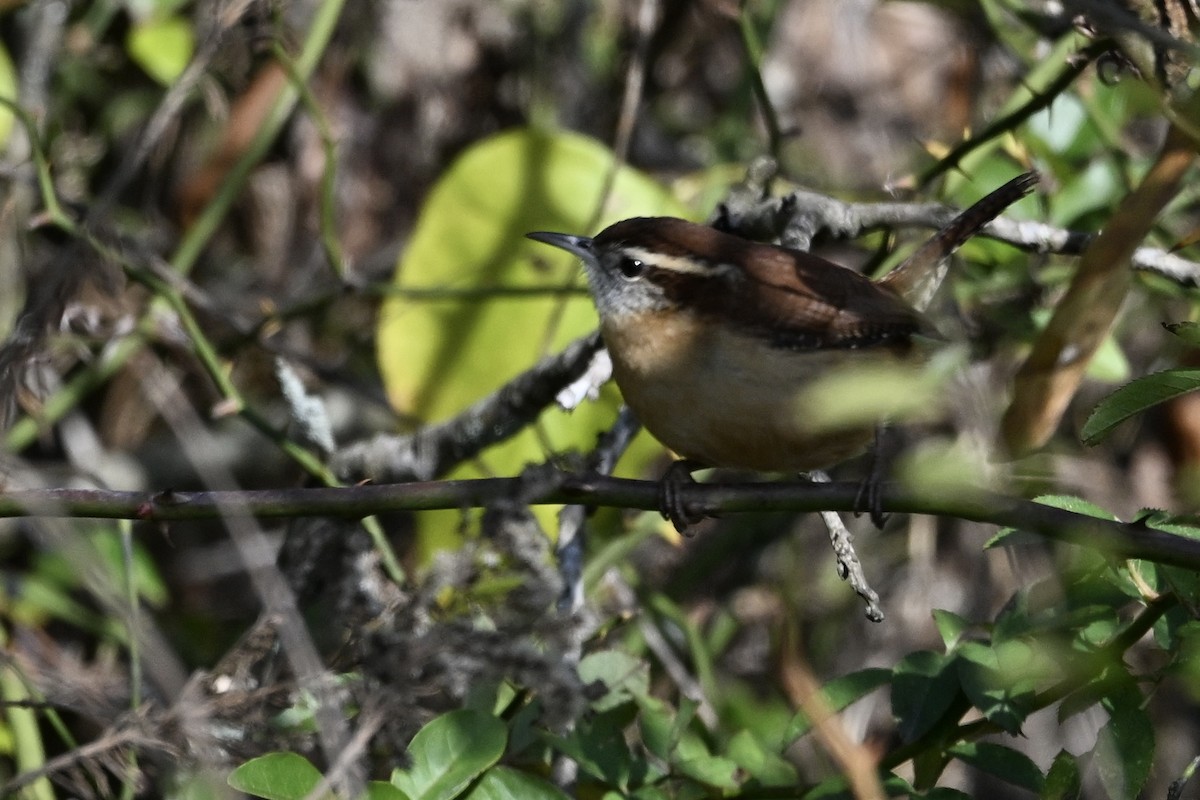 Carolina Wren - ML646696188