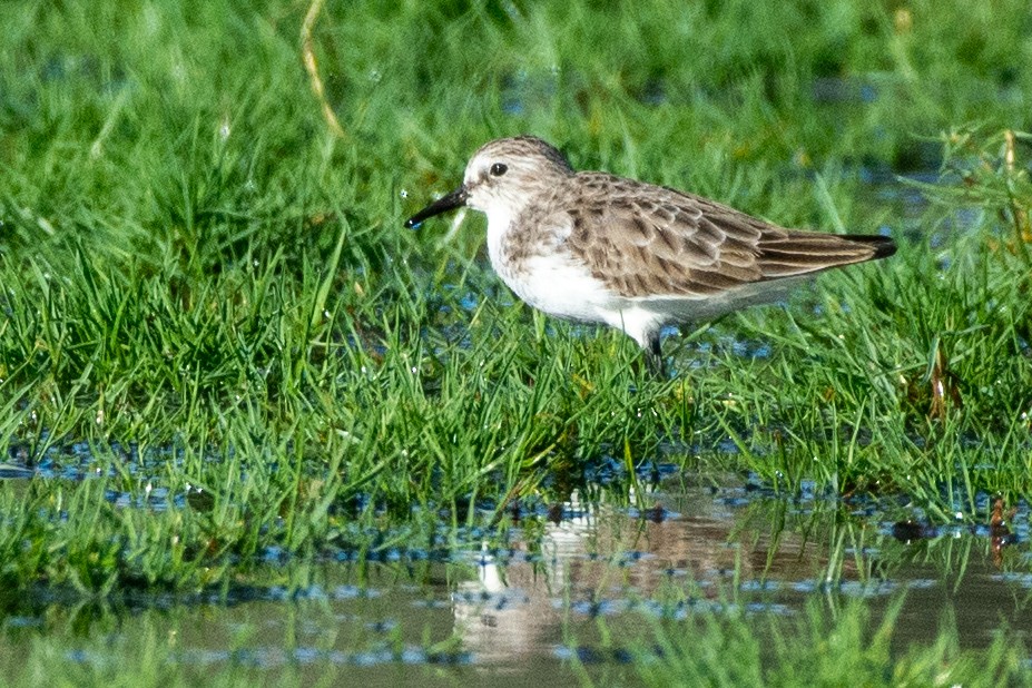Little Stint - ML646696191