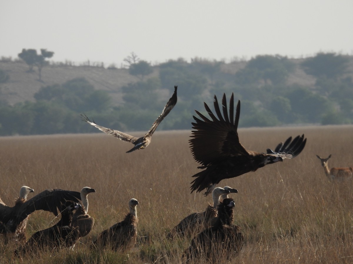 sup bělohlavý - ML646696194