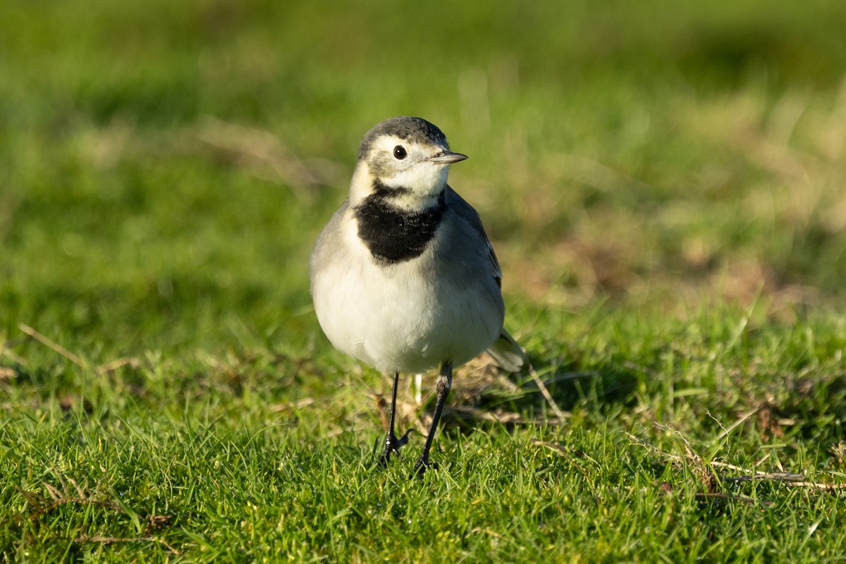 White Wagtail (British) - ML646696195
