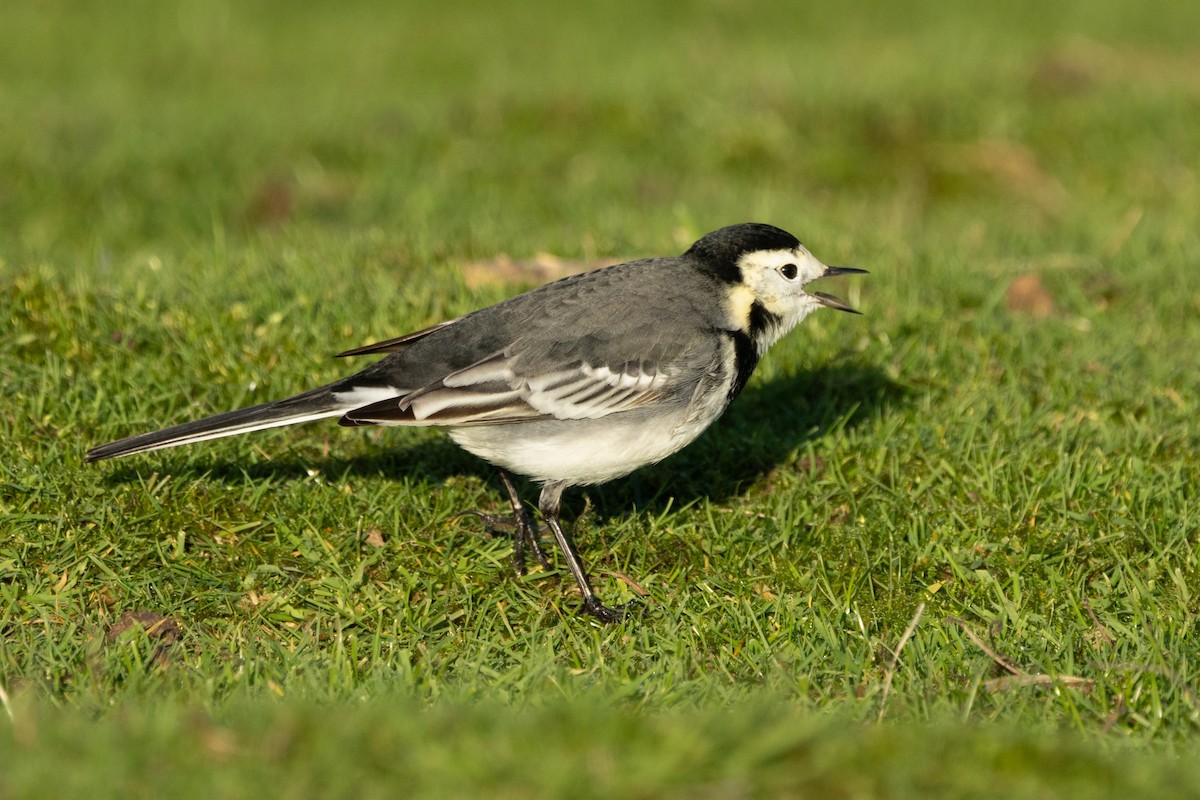 White Wagtail (British) - ML646696196