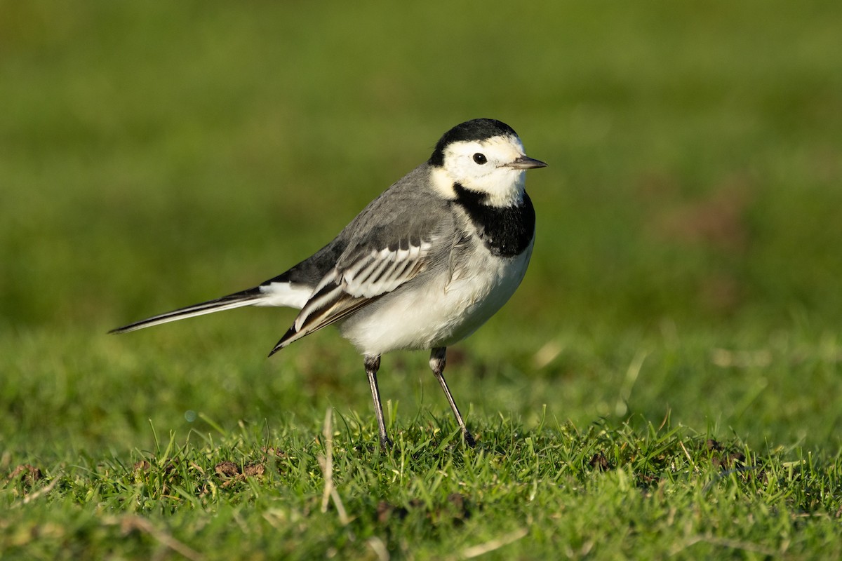 White Wagtail (British) - ML646696197