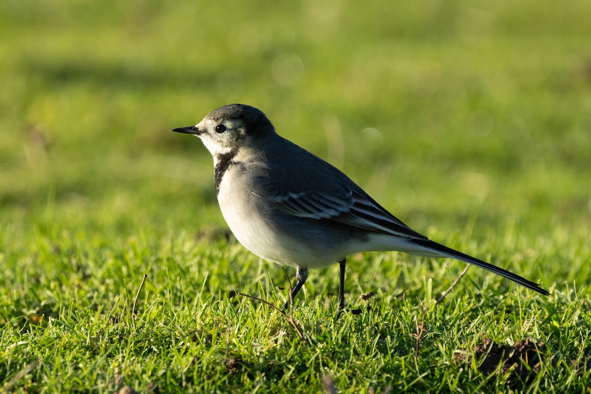 White Wagtail (British) - ML646696198