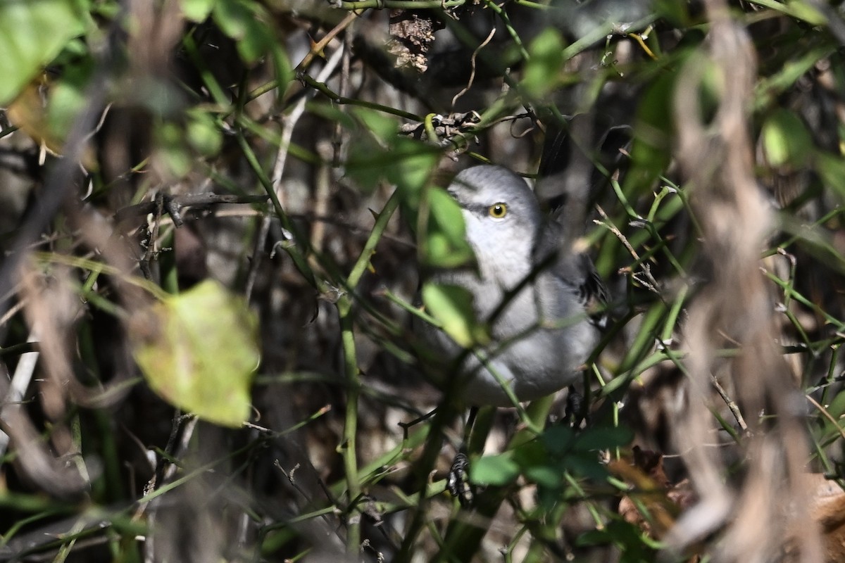 drozdec mnohohlasý - ML646696199