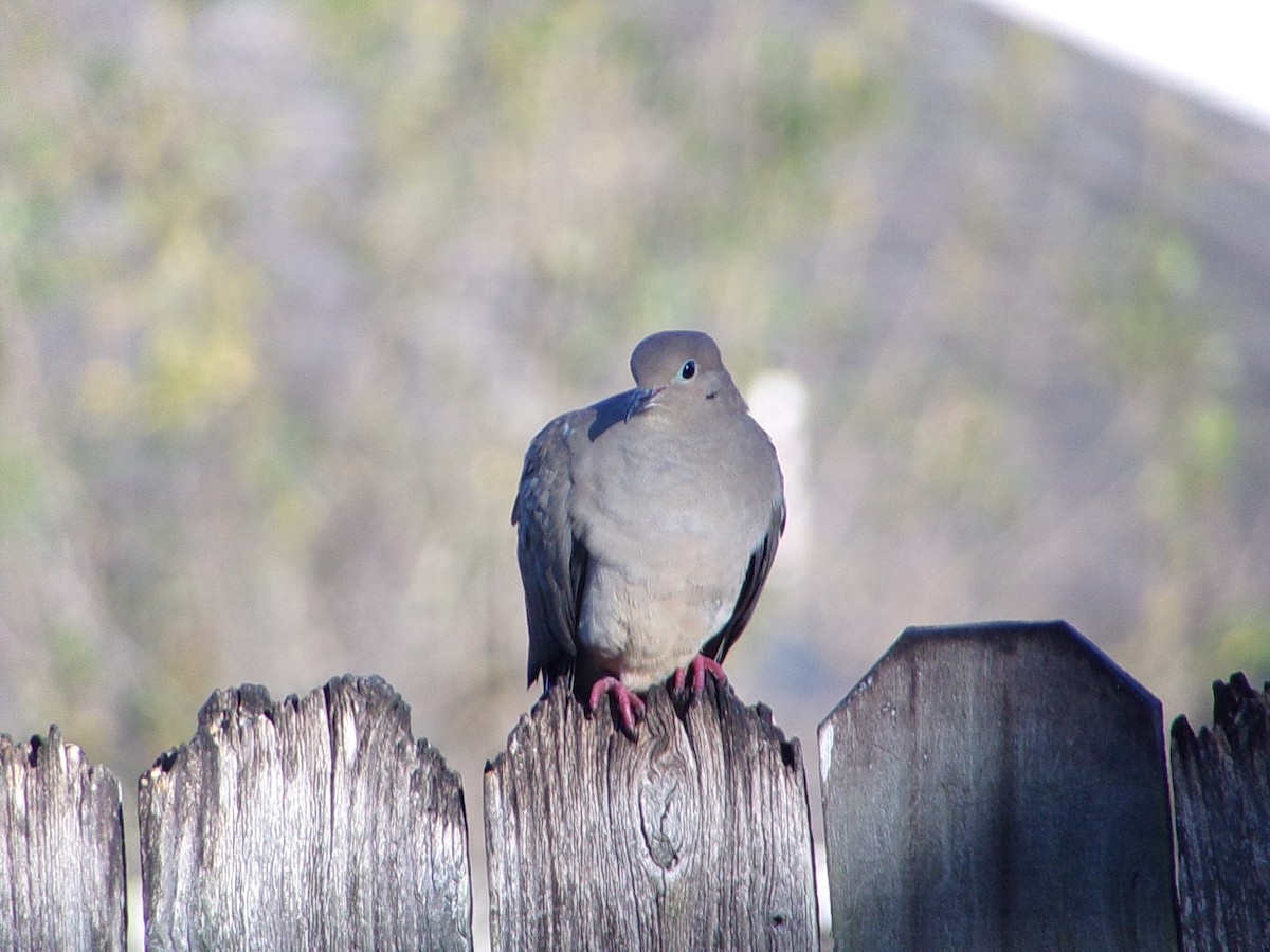 hrdlička karolínská - ML646696201
