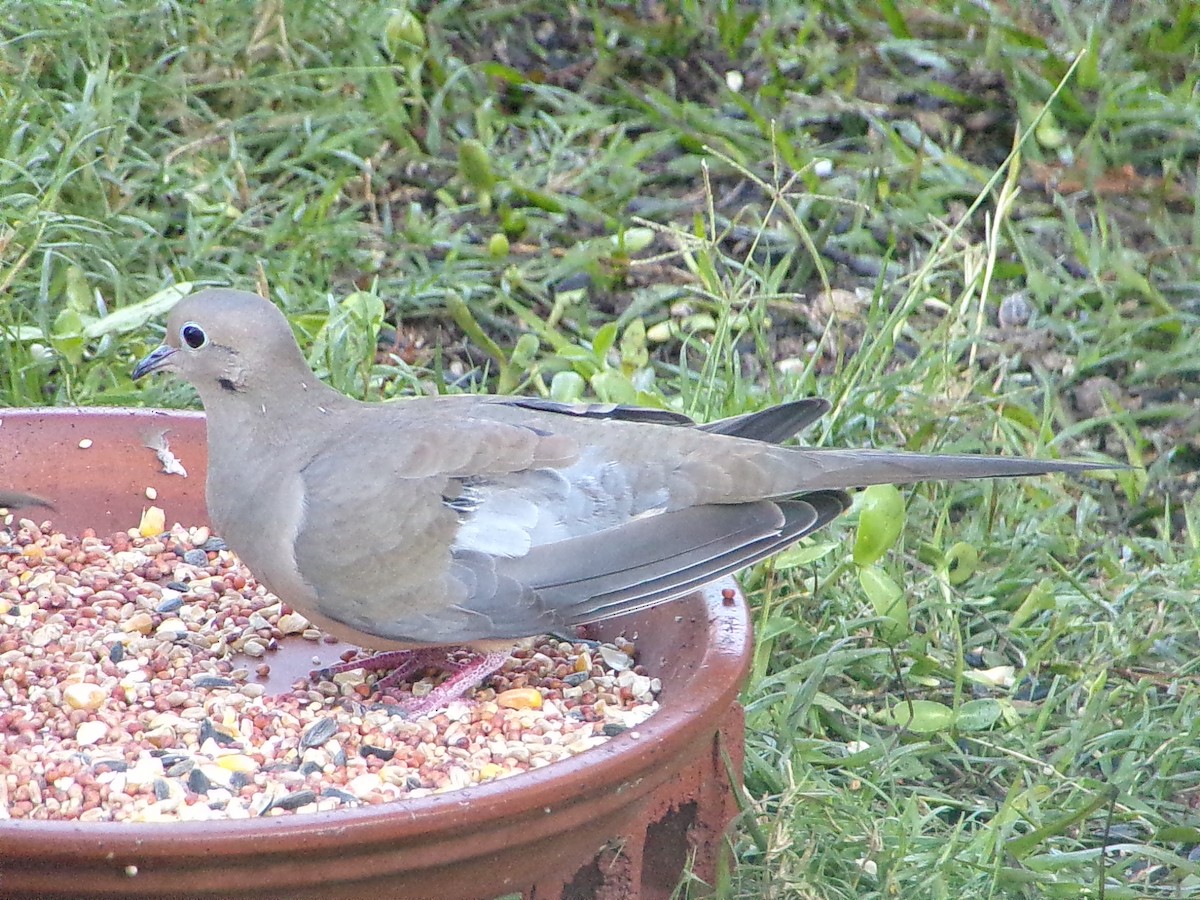 hrdlička karolínská - ML646696202