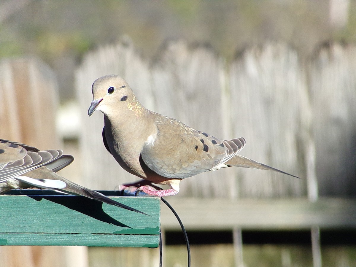 hrdlička karolínská - ML646696203