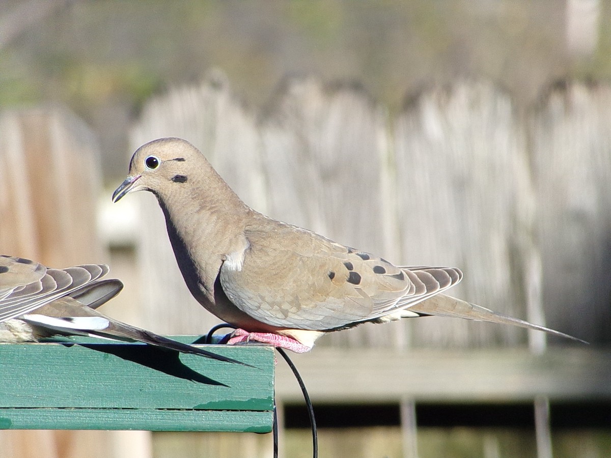 hrdlička karolínská - ML646696204