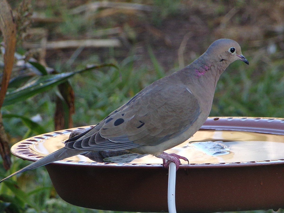 hrdlička karolínská - ML646696205