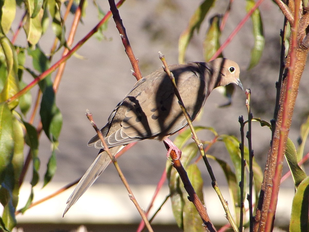 hrdlička karolínská - ML646696206