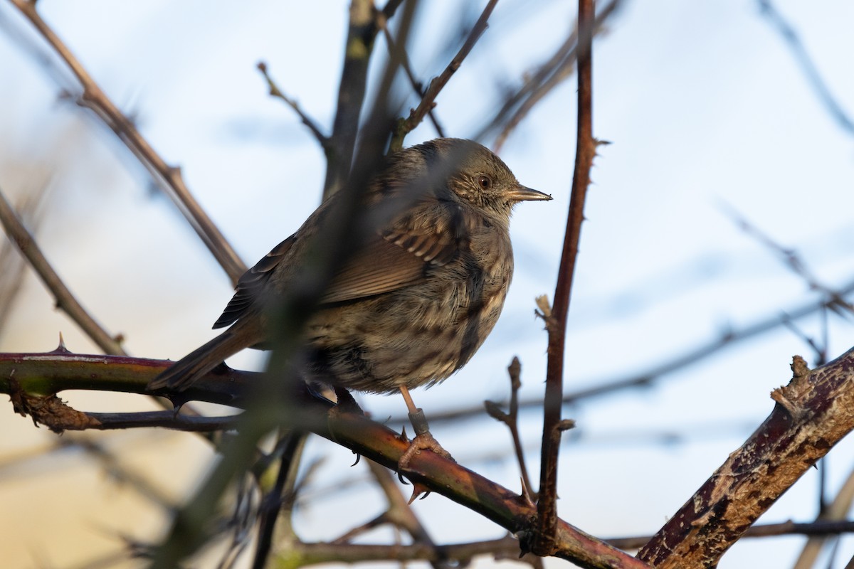Dunnock - ML646696208