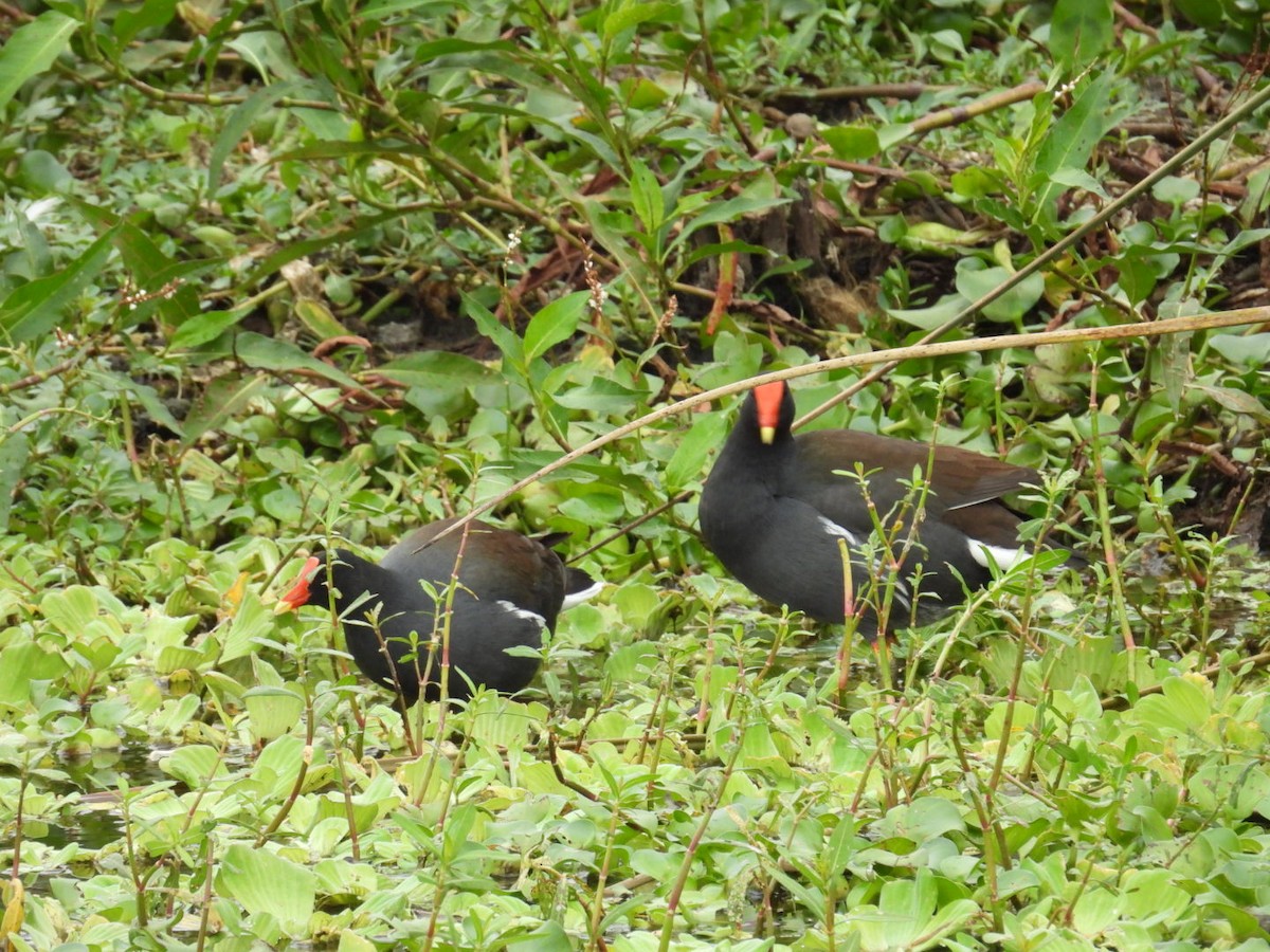 slípka americká - ML646696209