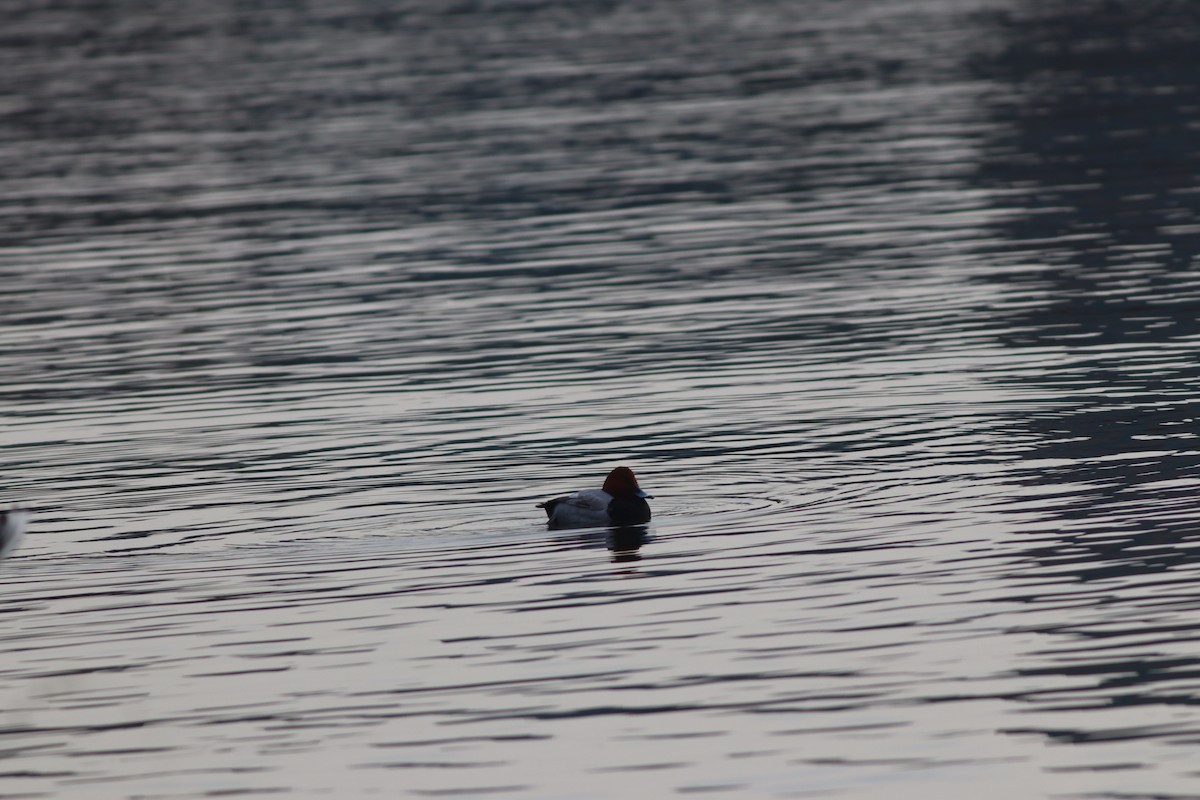 Murgilari arrunta - ML646696211