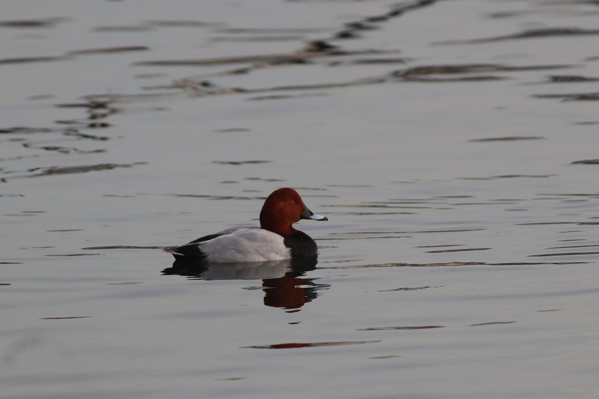 Murgilari arrunta - ML646696212