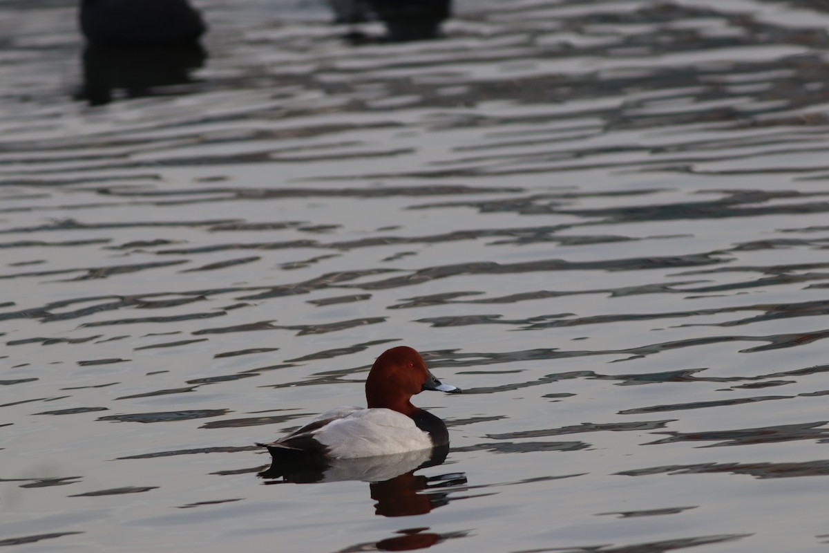 Murgilari arrunta - ML646696213