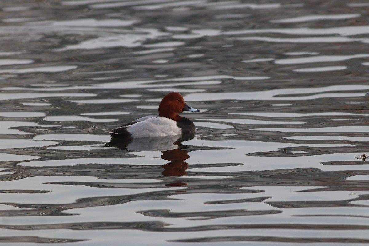 Murgilari arrunta - ML646696214