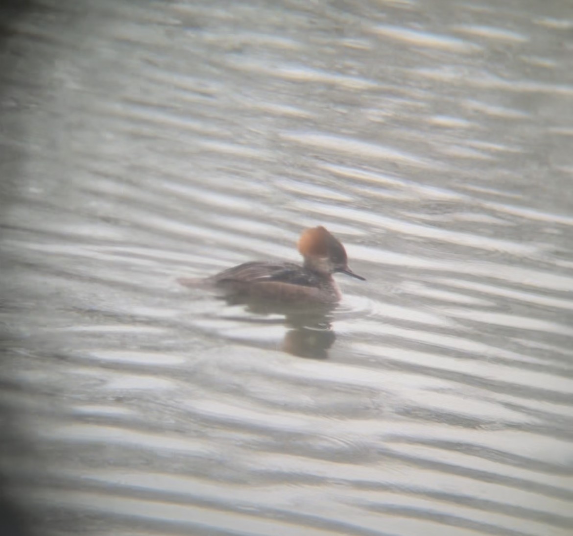 morčák chocholatý - ML646696215