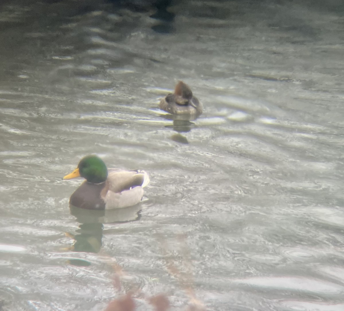 morčák chocholatý - ML646696216