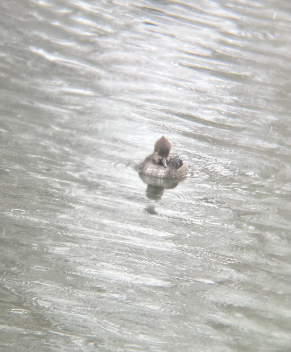 morčák chocholatý - ML646696217