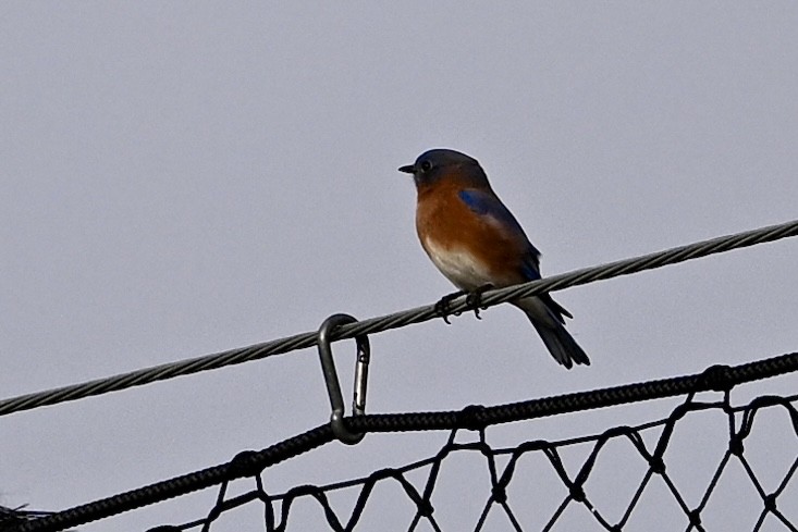 salašník modrý - ML646696219