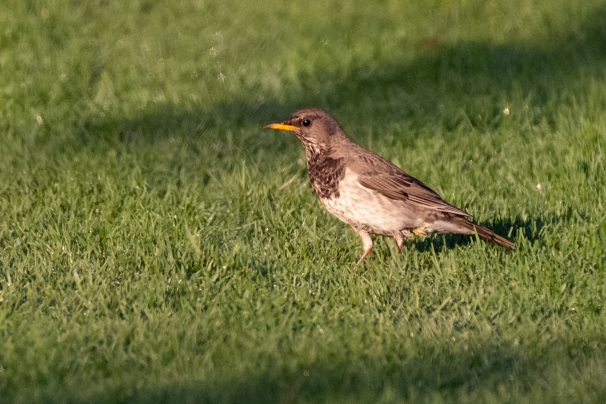 Tordo golanera - ML646696221