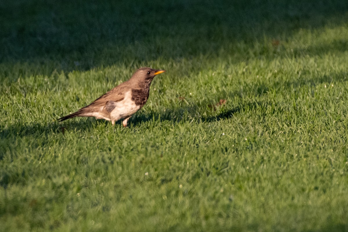 Tordo golanera - ML646696222