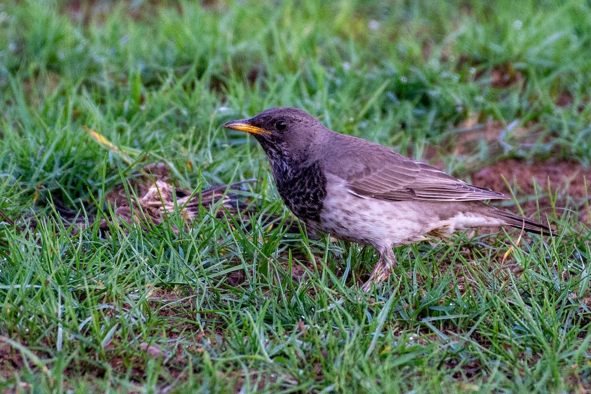 Tordo golanera - ML646696223