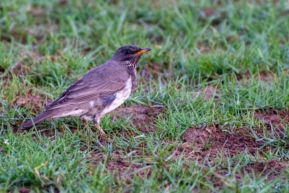 Tordo golanera - ML646696224