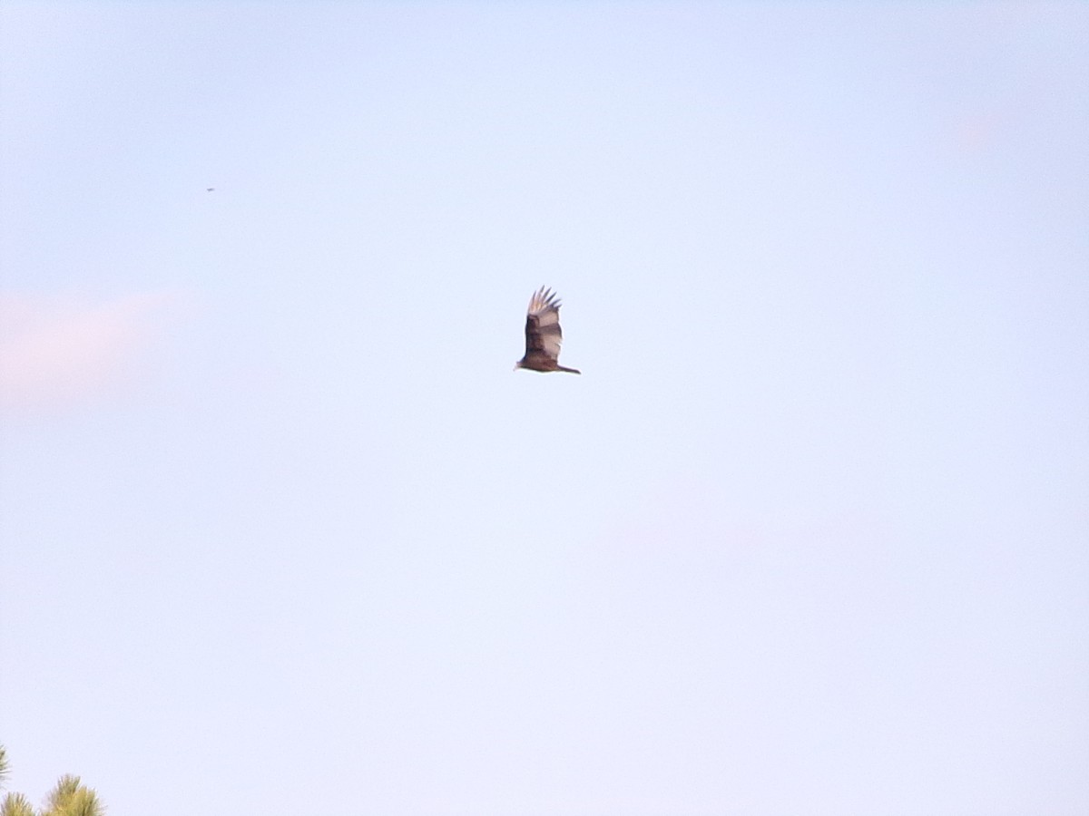 kondor krocanovitý - ML646696225