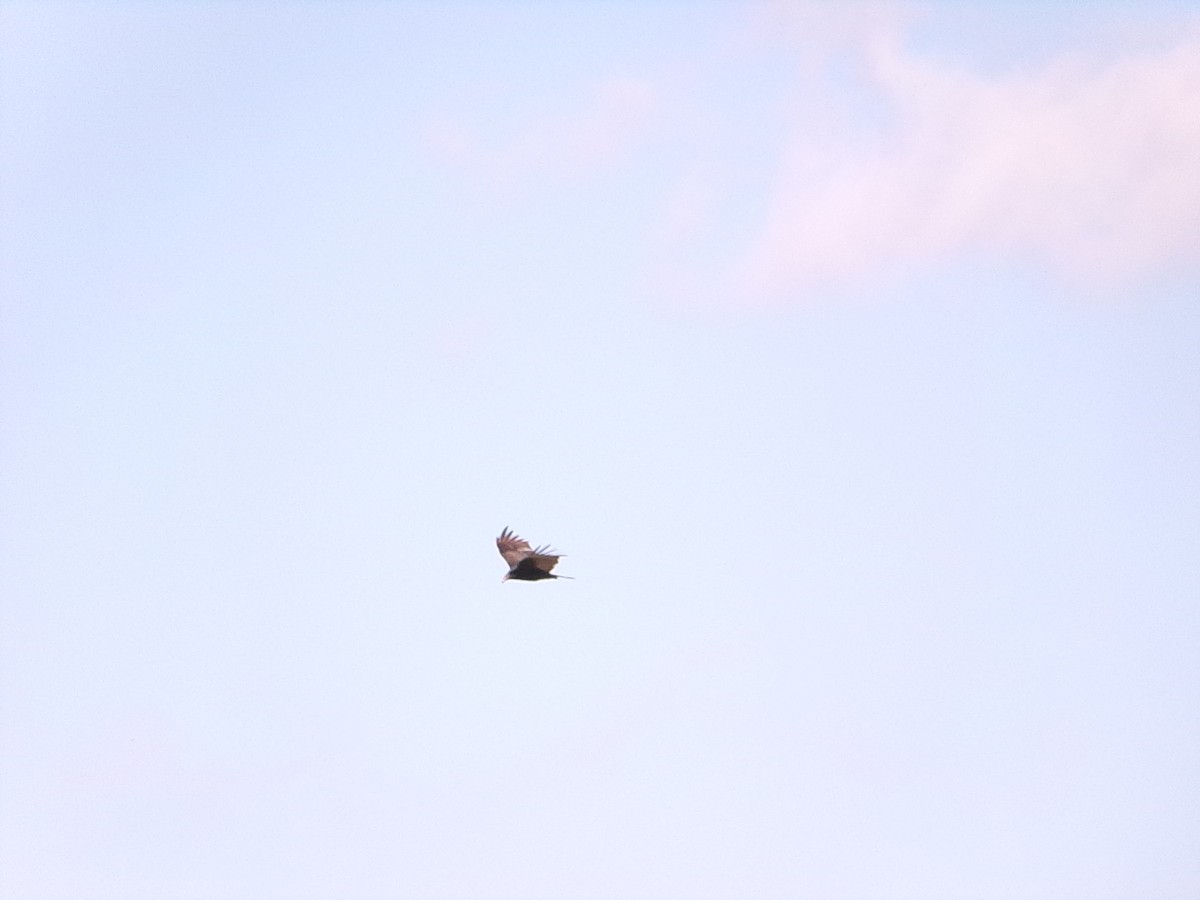 kondor krocanovitý - ML646696226