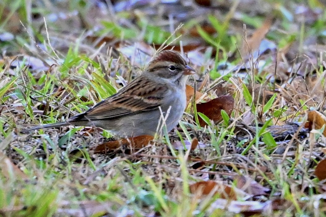 Chipping Sparrow - ML646696230
