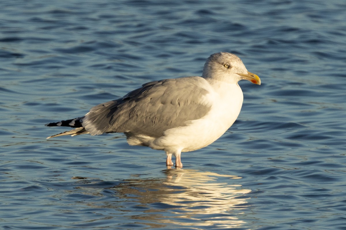 European Herring Gull - ML646696231